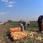 Agricultores El Valle de San Juan, dicen importaciones de cebolla le llevan a la quiebra